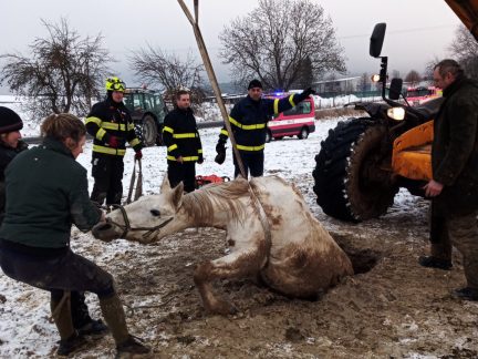 Hasiči vytahovali psa i koně uvízlé v díře, také kočku z řeky
