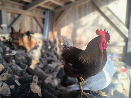 Veterináři potvrdili ptačí chřipku u Rodvínova. Apelují na dodržování bezpečnostních opatření