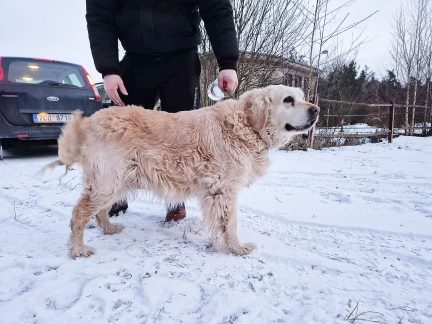Hledá se majitel fenky zlatého retrívra