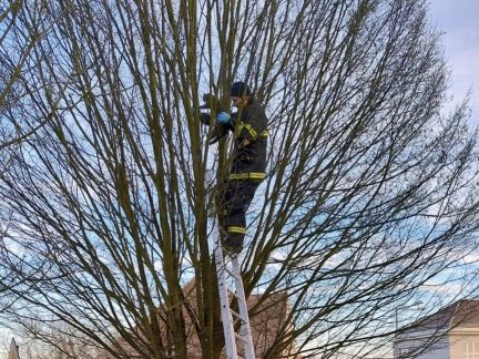 Strom u domu v Milevsku se stal kočce osudným. Mrtvé zvíře sundávali hasiči