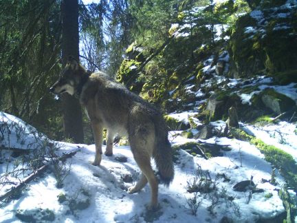 Rys je super, vlk tak napůl, medvěd v žádném případě, shodli se návštěvníci Šumavy