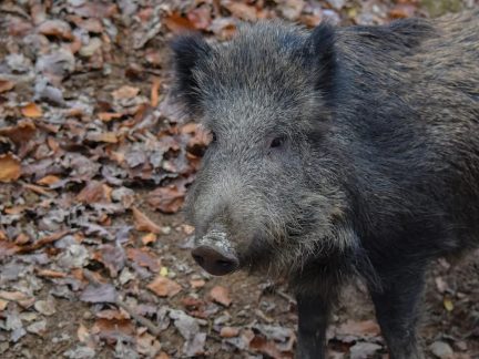 Ve Větřní se začala objevovat divoká prasata. Pomohou pachové odpuzovače?