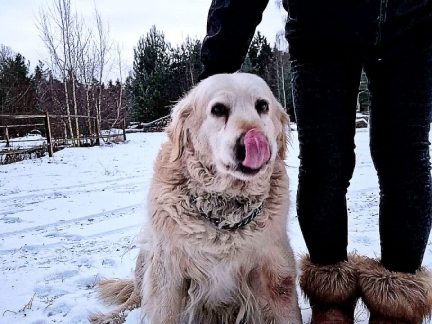 Nalezená fenka retrívra stále čeká na svého pána