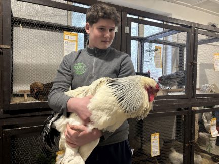 Chovatelé ve Frahelži zaplnili halu králíky, holuby i drůbeží. Výstava přilákala 52 vystavovatelů