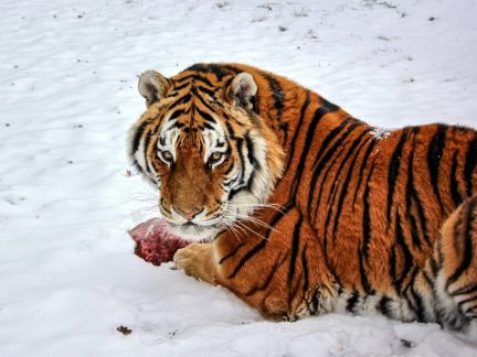 Pololetní vysvědčení otevře dětem brány táborské zoo za jednu korunu
