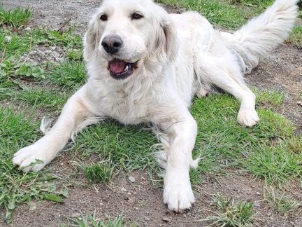 Rodině z Blatné někdo ukradl psa ze zahrady. Prosí o pomoc a informace