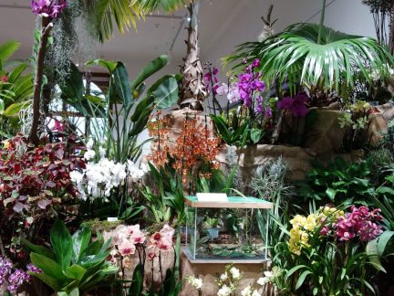 Jihočeské muzeum zaplní orchideje, masožravé rostliny i bromélie a tilandsie