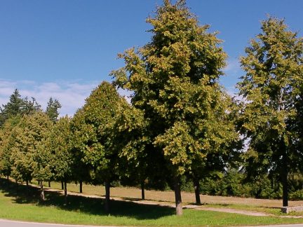 Lipová alej k Hrobce rodu Dalbergů na Jindřichohradecku je nejoblíbenější alejí Jihočeského kraje