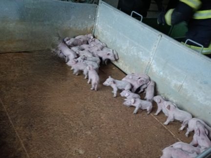 Požár prasečáku ve Chvalovicích: Hasiči evakuovali prasata, škoda bude přes milion korun