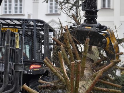 Krumlovský vánoční strom si po obyvatelích užijí i medvědi