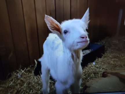 ZOO Tábor zachraňuje kozlíky a hledá spoluzachránce