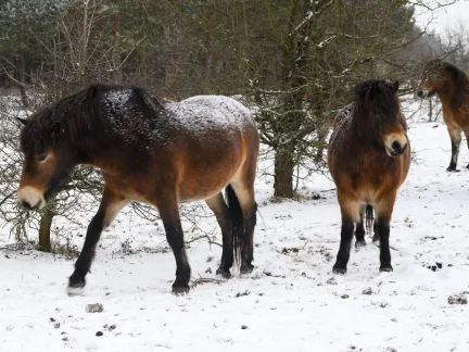 Na Šumavě vzniká nová rezervace divokých koní