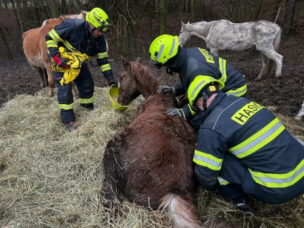 Zásah v Noskově odhalil týrání: Pět koní zachráněno, jeden musel být uspán