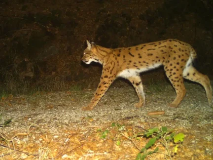 Rysům se na Šumavě a v Bavorském lese daří