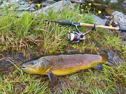 Jihočeští a američtí vědci odhalili psychoaktivní léčiva v raných stadiích sladkovodních ryb