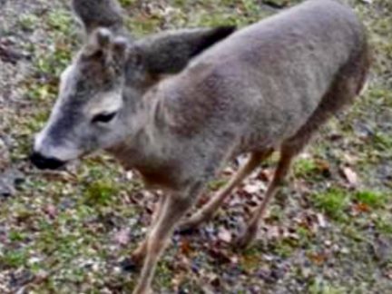 Nad osudem dezorientovaného srnce ve Strakonicích visí otazník. Možná ho nakonec potrhal pes
