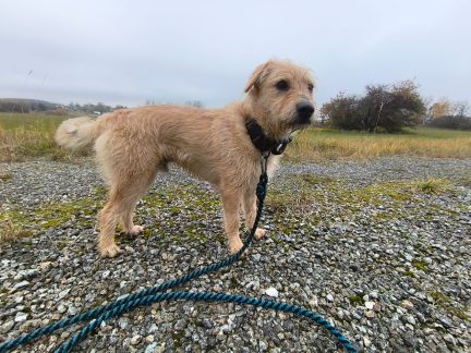 Pejskaři postrádají ve Strakonicích dostatek sáčků