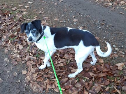 Hledá se Reiky, patnáctiletá fenka se zaběhla u Kovářova