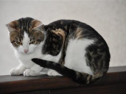 Písek chystá na březen odchyt a kastraci toulavých koček