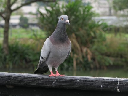 Obyvatele krumlovského sídliště Mír trápí problém s přemnoženými holuby