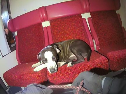 V odstaveném vagonu v Budějovicích odpočíval pes. Jak se tam dostal je záhadou