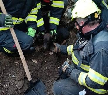 Jezevčík Eda uvázl v noře. Pomohli mu krumlovští hasiči