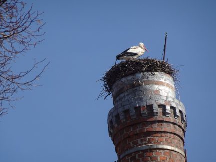 Čapí hnízdo v Soběslavi už není opuštěné. A co u vás?