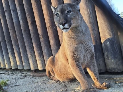 V táborské zoo našla nový domov puma z nelegálního chovu