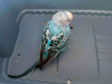 Budějovičtí strážníci zachraňovali andulku. Čeká na svého majitele