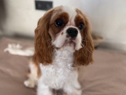 Výzkum táborské zoo dosáhl významného úspěchu. Vzniká první dlouhověká linie psů na světě