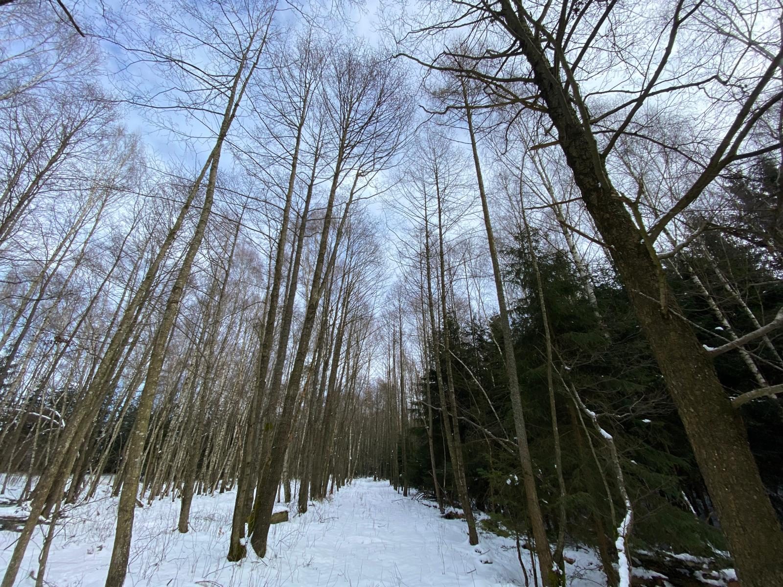 Lesní pozemek Brandlín (Volfířov)-8