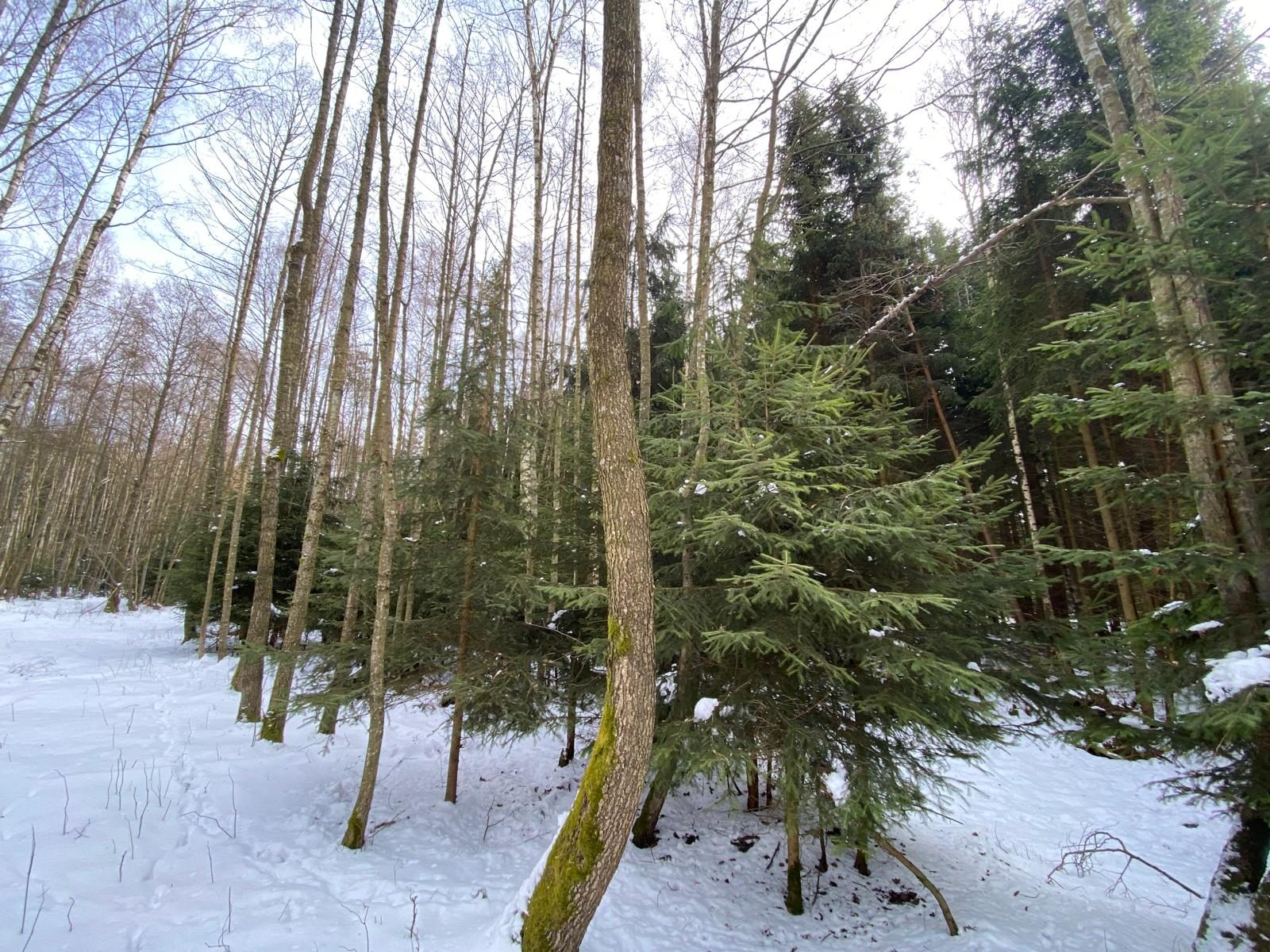 Lesní pozemek Brandlín (Volfířov)-9