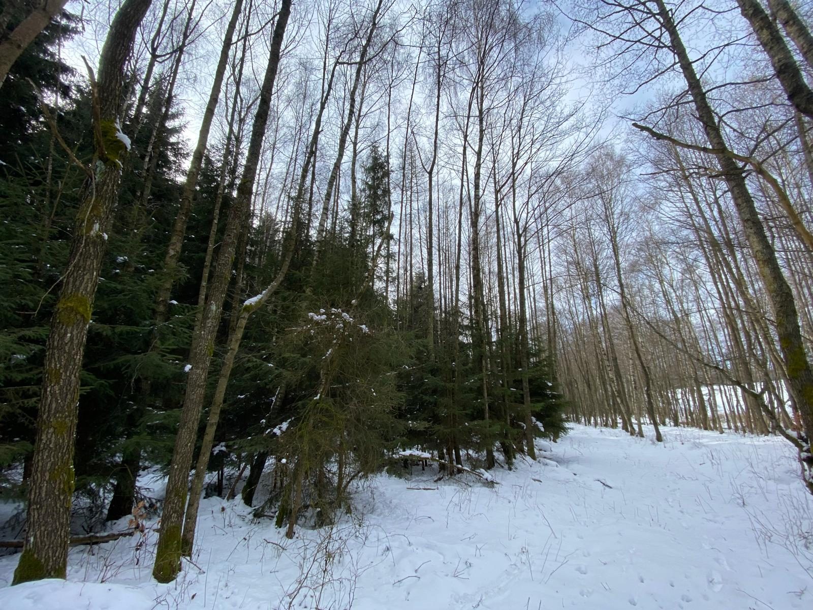 Lesní pozemek Brandlín (Volfířov)-1