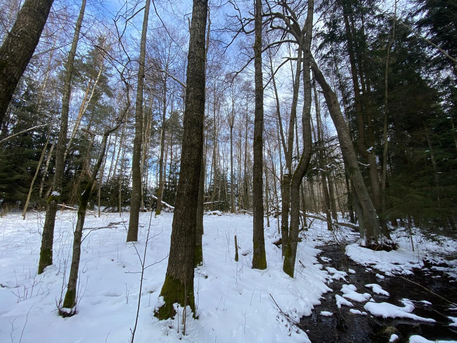 Lesní pozemek Brandlín (Volfířov)-3