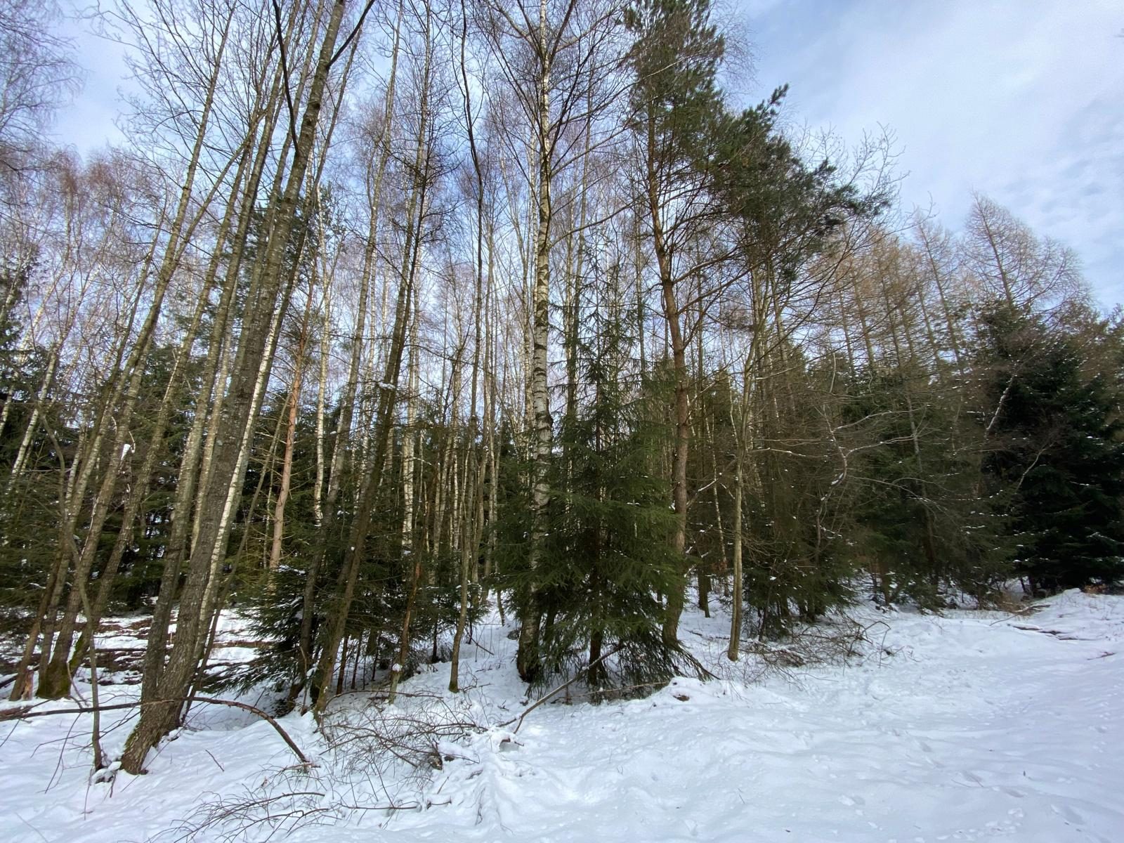 Lesní pozemek Brandlín (Volfířov)-4