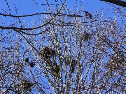 V Táboře vrcholí shazování havraních hnízd, město letos hlásí rekordní počty
