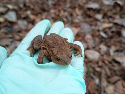 Nemohou si vybrat jinou cestu. Žáby se rozmnožují pouze ve své rodné vodní nádrži
