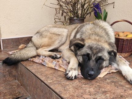 U Tálína se potuloval pastevecký pes. Majitel se ho asi zbavil, teď hledá nový domov