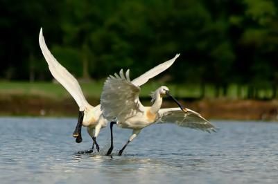 Kolpíci už obsazují hnízda na ostrůvku rybníka Nový Vrbenský u Českých Budějovic