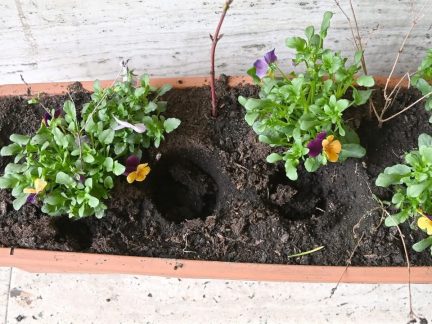 Jarní výzdoba u písecké radnice dlouho nevydržela. Květiny někdo ukradl