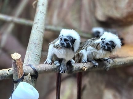 Zoo Na Hrádečku představí hyenky hřívnaté i nové dětské hřiště. Zahrada je právě teď plná mláďat