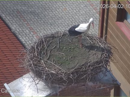 Ve Španělsku při zimování uhynuly stovky čápů na ptačí chřipku. Vrací se čápi do jihočeských hnízd?