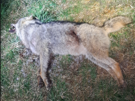 V lese u Horního Dvořiště ležel mrtvý vlk