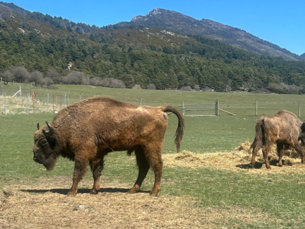 Trojice zubrů z táborské zoo nalezla nový domov v přírodní rezervaci ve Francii