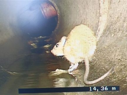 V Budějovicích pokračuje jarní deratizace. Vodohospodáři položí tisíce kusů návnad