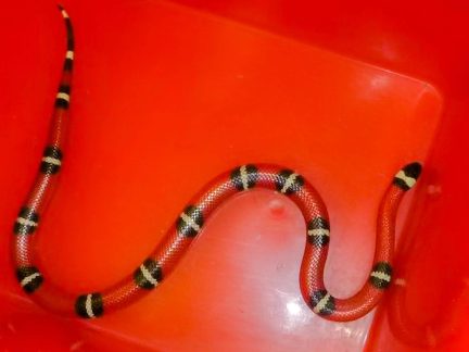 Do kulturního domu Metropol zavítal had. Odchytili ho odvážní nálezci