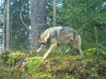 Vlk na Vimpersku zabil tele. Debata o vlcích ve Zbytinách ukázala rostoucí napětí v regionu