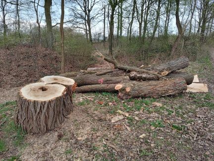 Téměř sedmdesátka dubů padla. Boršov řeší selhání v komunikaci