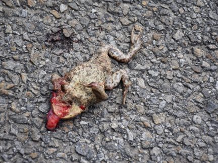 Poslední žabí cesta v přímém přenosu. Značky Pozor, žáby! nejsou u silnic jen tak