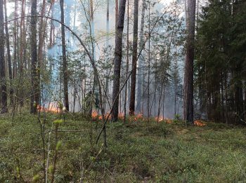 Lesní požár u Vlkova byl nahlášen z letadla